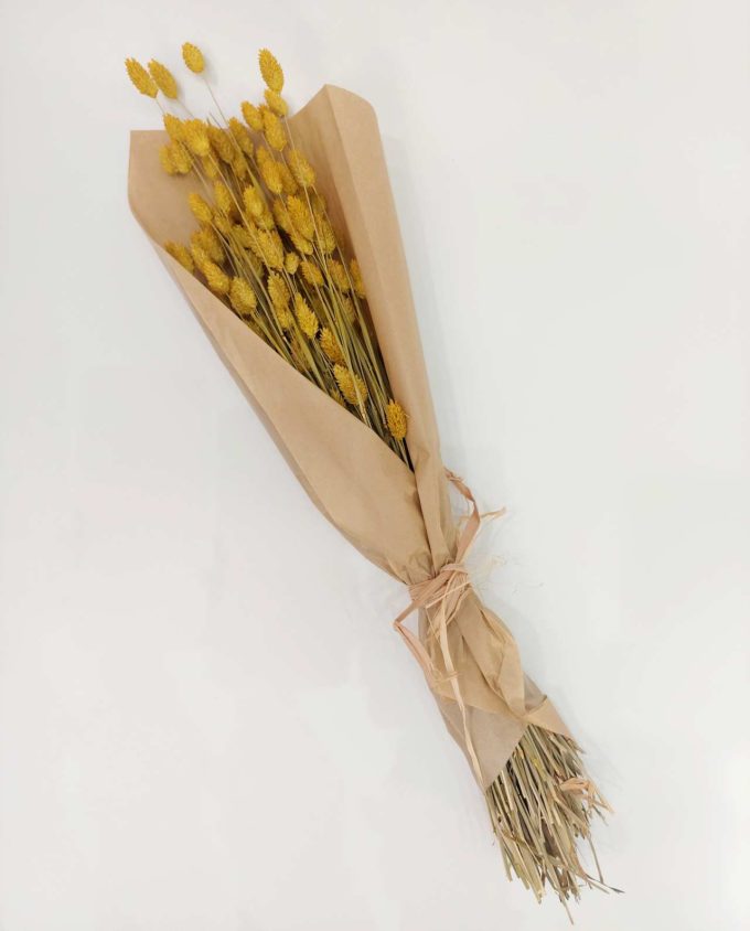 Dried Yellow Phalaris Bunch