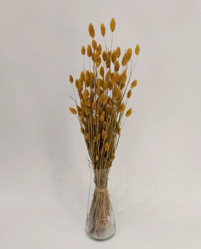 Dried Yellow Phalaris Bunch