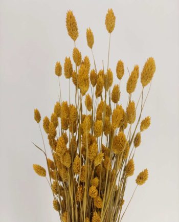 Dried Yellow Phalaris Bunch