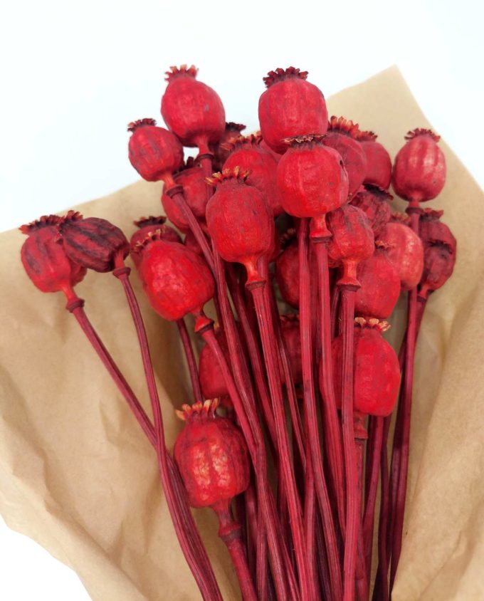 Dried Red Papaver Bunch