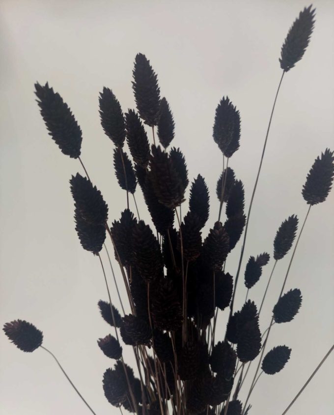 Dried Brown Phalaris Bunch