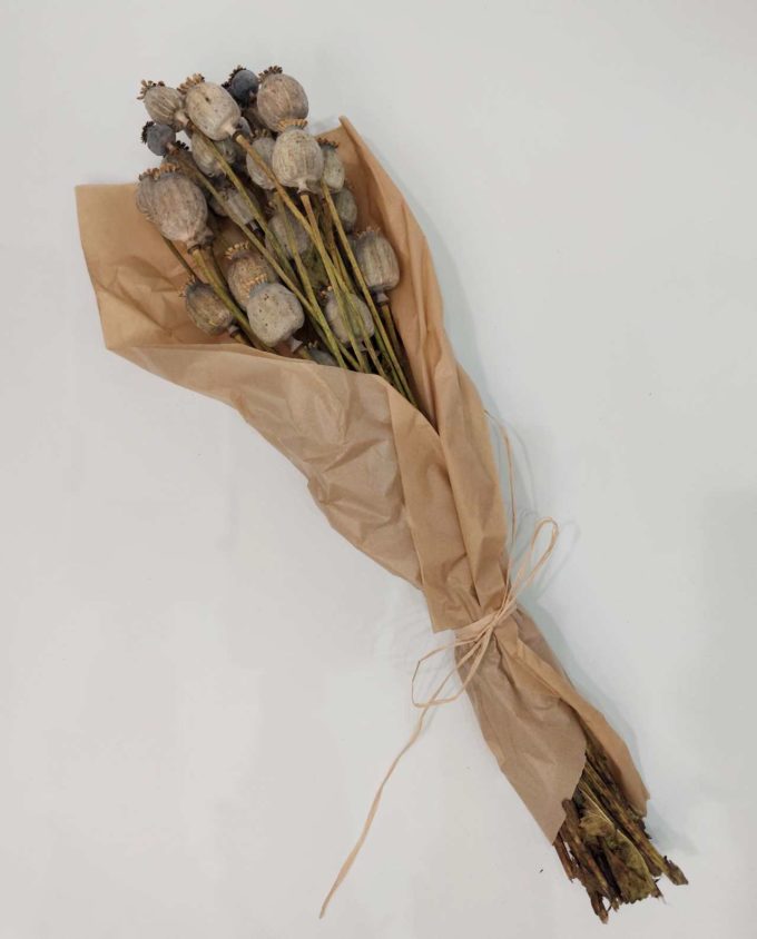 Dried Natural Papaver Bunch