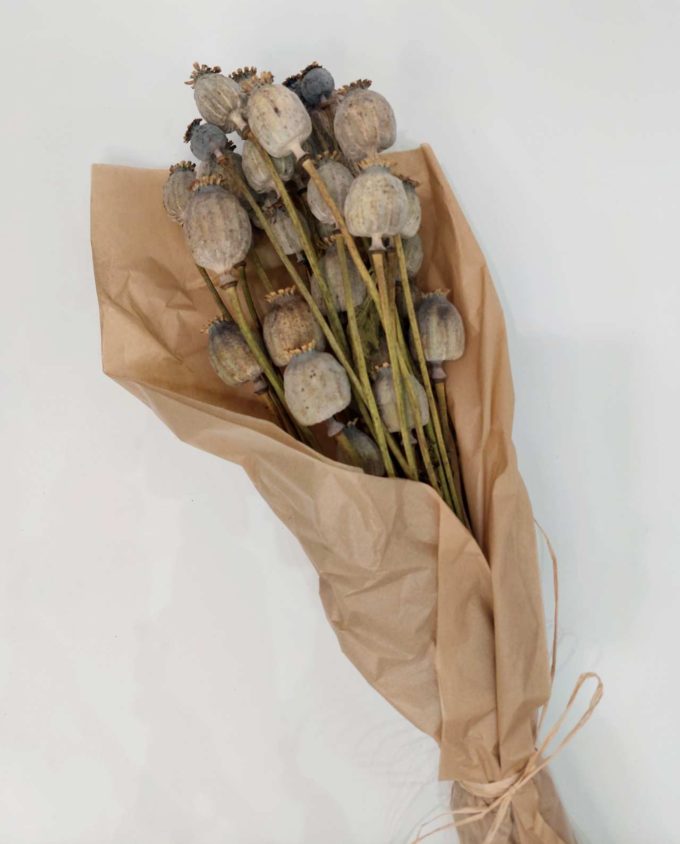 Dried Natural Papaver Bunch