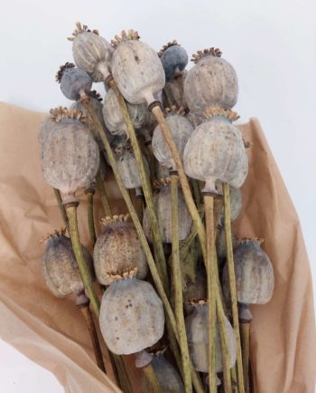 Dried Natural Papaver Bunch