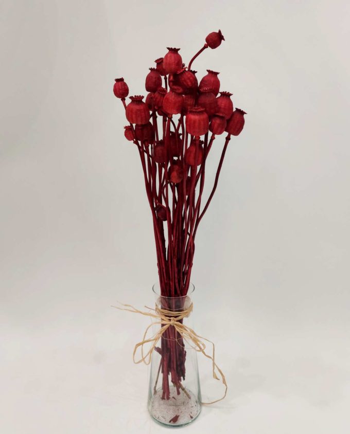 Dried Red Papaver Bunch