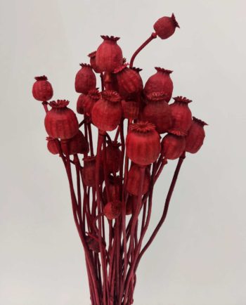 Dried Red Papaver Bunch