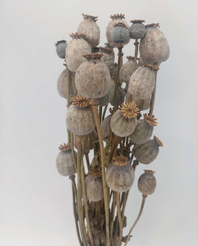 Dried Natural Papaver Bunch