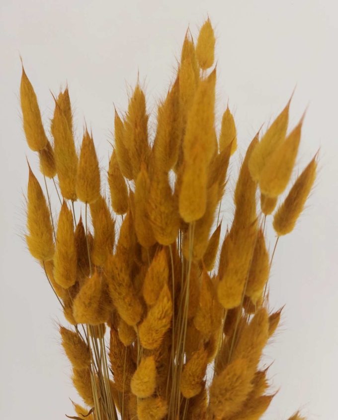 Dried Yellow Lagurus Bunch