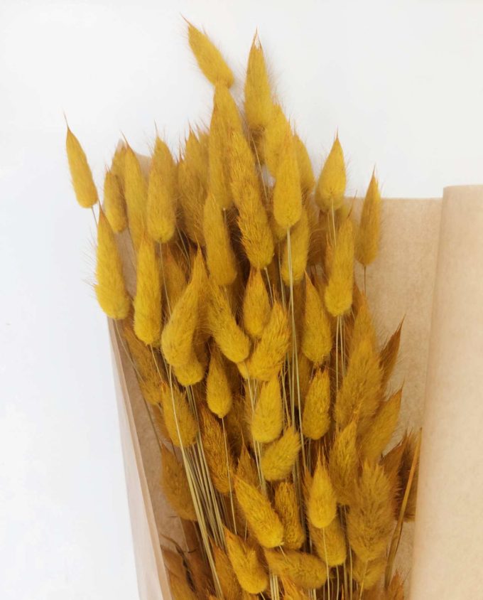 Dried Yellow Lagurus Bunch