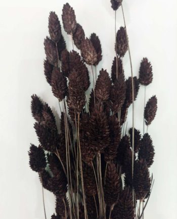 Dried Brown Phalaris Bunch