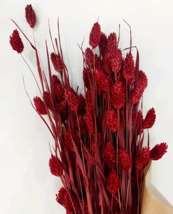 Dried Red Phalaris Bunch