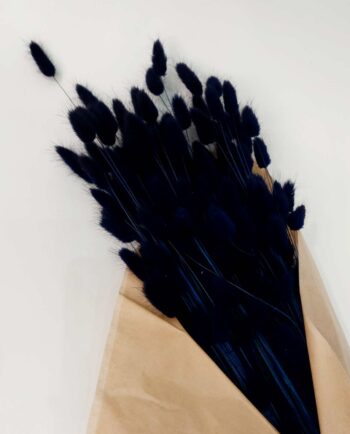 Dried Dark Blue Lagurus Bunch